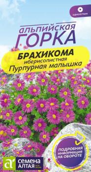 Цветы Брахикома Пурпурная малышка/Сем Алт/цп 0,05 гр.Альпийская горка